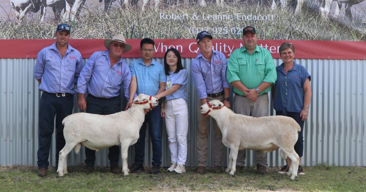 Red Hill Australian White rams bound for Mongolia | The Land