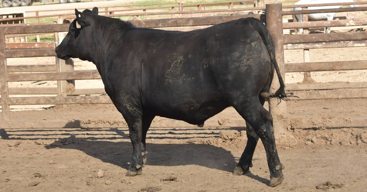 Beef Spectacular Feedback Trial 2023: Eating quality medal win for a first-timer