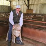 Rare Brahman genetics could be available