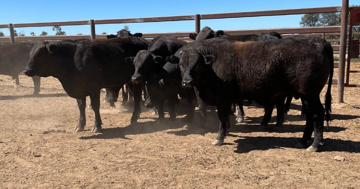 First NBPF steer feedlot competition hailed a success