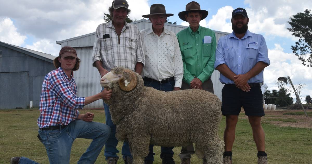 Queenlee's 34th Merino sale reaches heights of $4,600