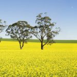 A Tasmanian Family Farm Built within Generations