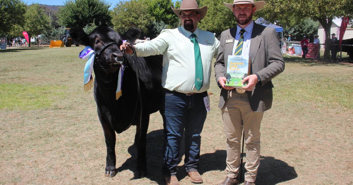 Canberra Royal 2023: Limousin results