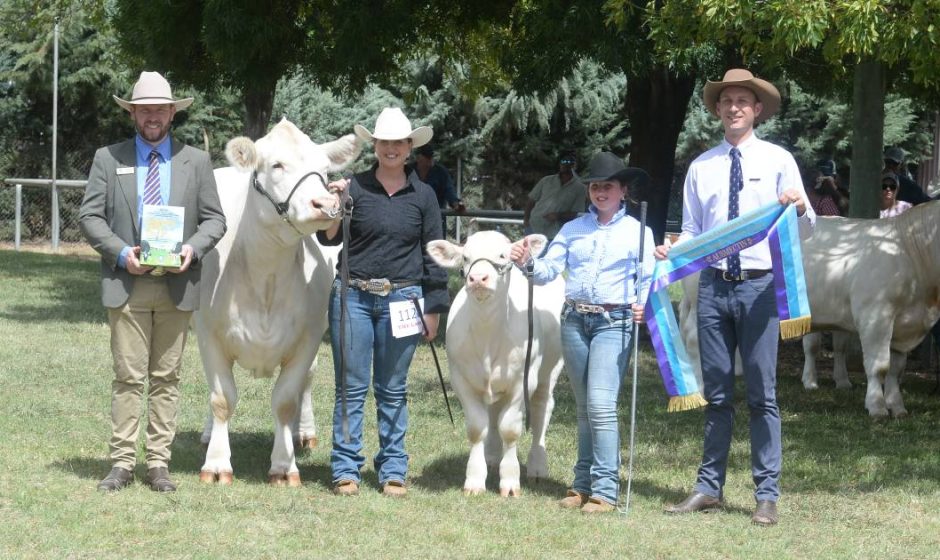 Canberra Royal 2023 Charolais results Australian Country Life
