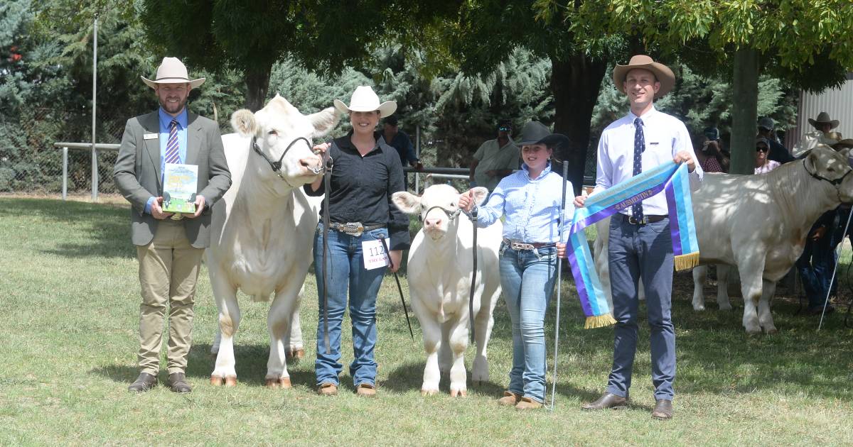 Canberra Royal 2023: Charolais results