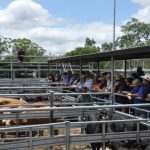 Heavy feeder steers in hot demand at Gympie cattle sale