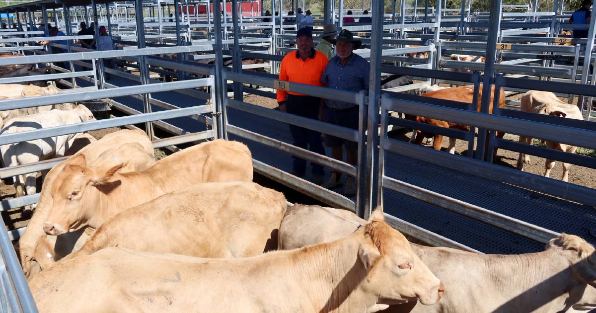 Droughtmaster cows with calves reach $2350 a unit at Beaudesert