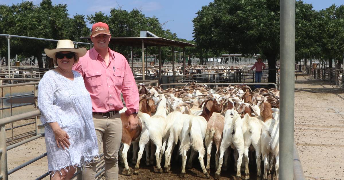 Boer goats dazzling at Dubbo