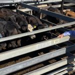 Dubbo sale 2 Feb 2023: Numbers lift to 3730