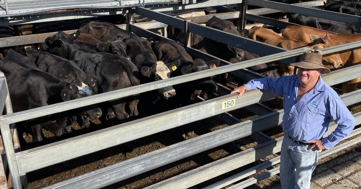 Grafton cows, calves to $2220