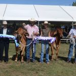 Great Australian Cattle Drive aims to hit the ‘long paddock’ for great charity cause