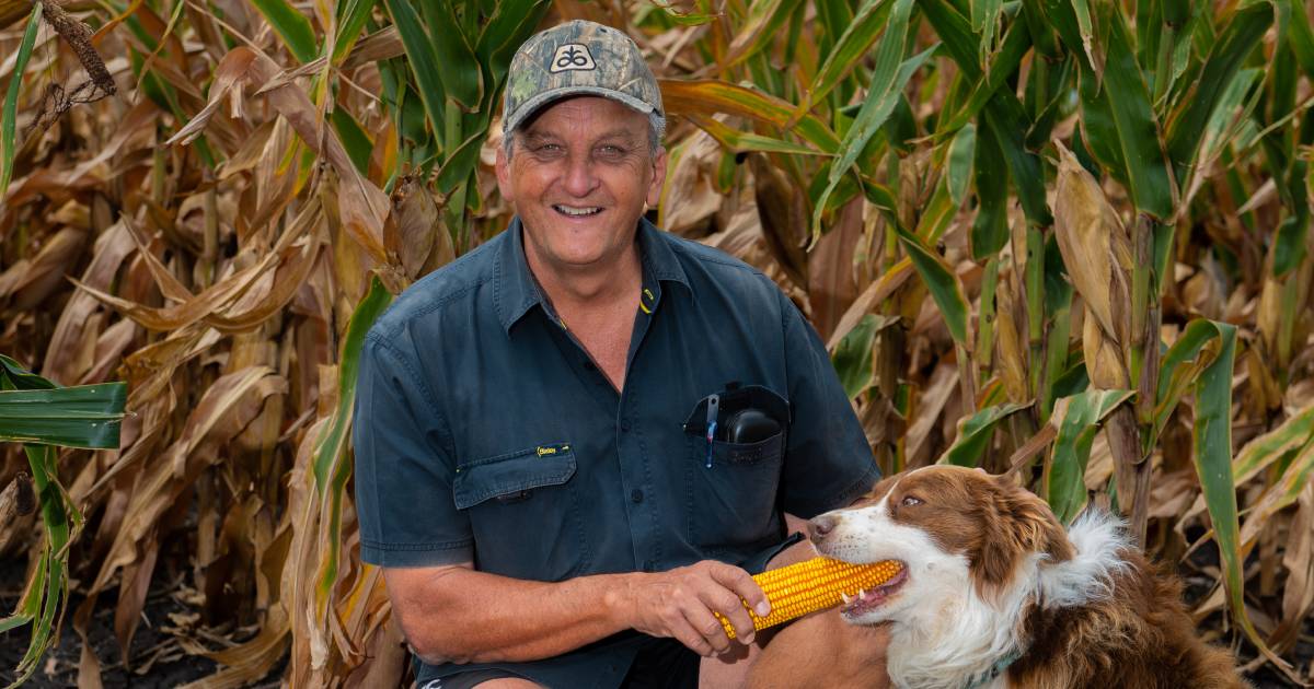 Wayne welcomes 'magnificent' corn crop after 'dodging a bullet'