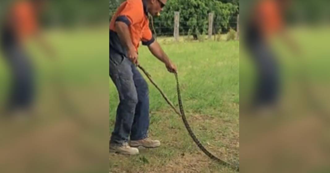 Watch: tradie saves angry snake without dropping his ice-cream