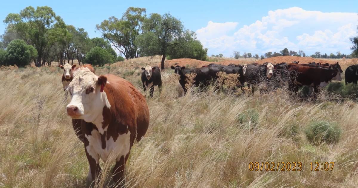 Pasture, livestock focus for carefully managed Rewa