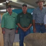 Feeder steers topped at $2050 at Wodonga | The Land