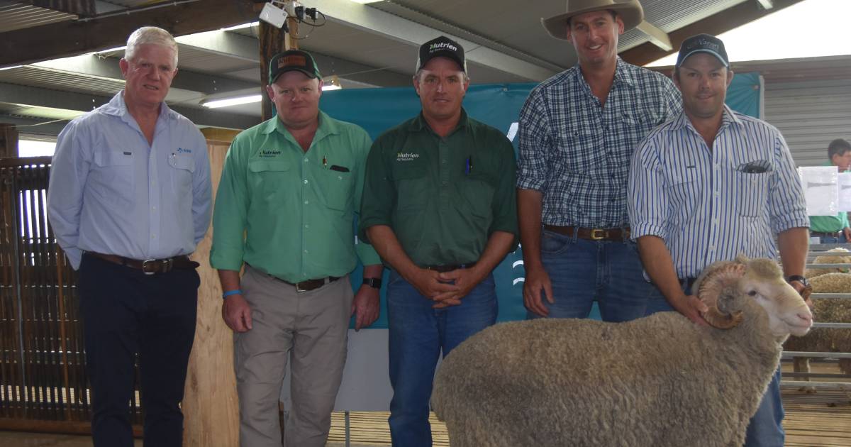 Karori Merino average $1570 at 21st sale.