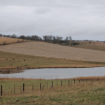 Cattle on feed and beef cold storage stocks