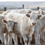 Cattle and beef marketing indicators all green