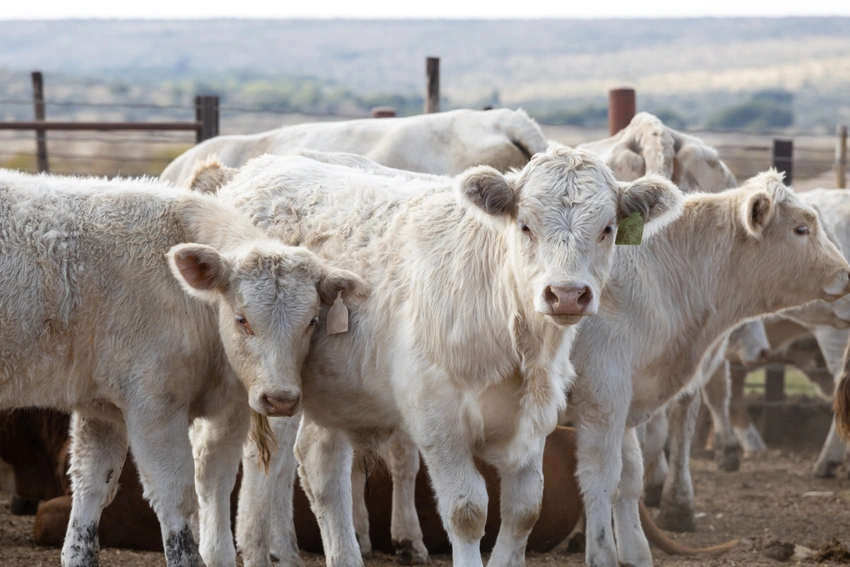 Record prices? Depends on the cattle you’re selling