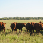 Charolais weaner steers sell for $1300 at Woodford | Queensland Country Life