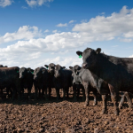 Gaining transparency in cattle pricing