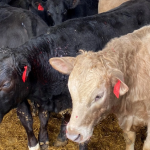 Fertilizing cool season grass pastures