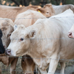 Missouri Supreme Court upholds state CAFO law