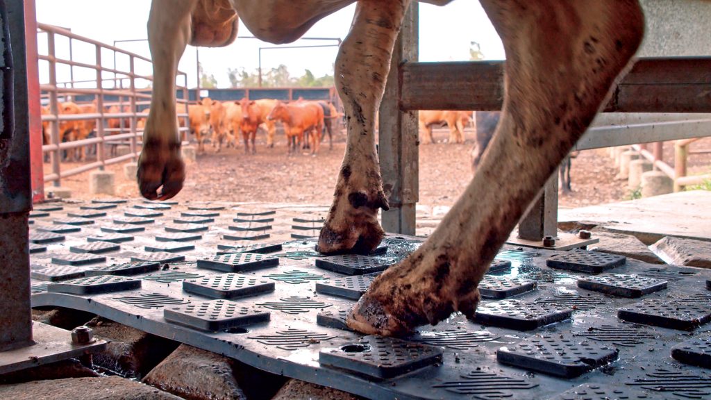 Innovation puts a stop to cattle slipping