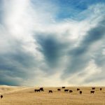 Tyson invests in carbon credit marketplace for livestock sector