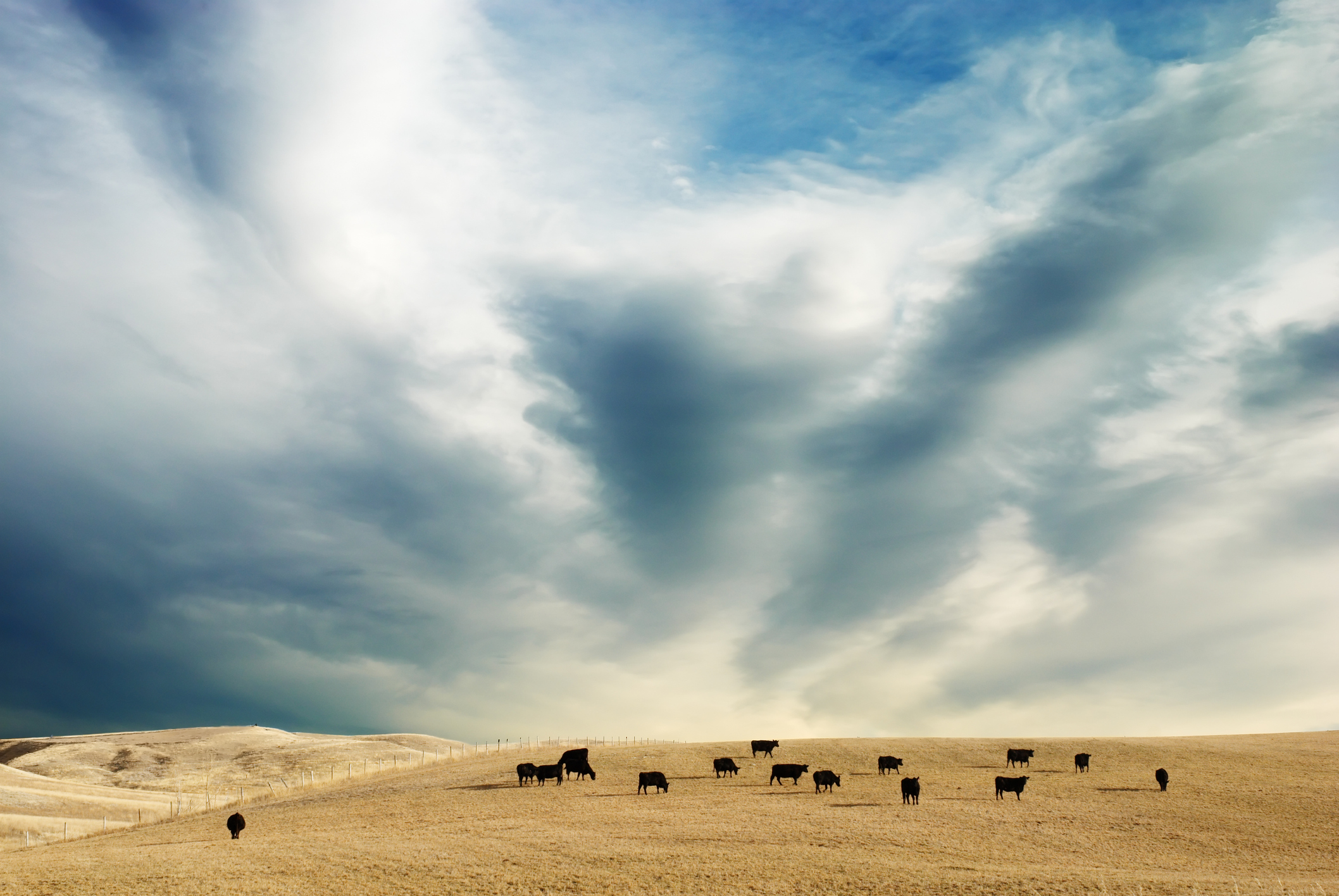 Watch for wheat pasture bloat