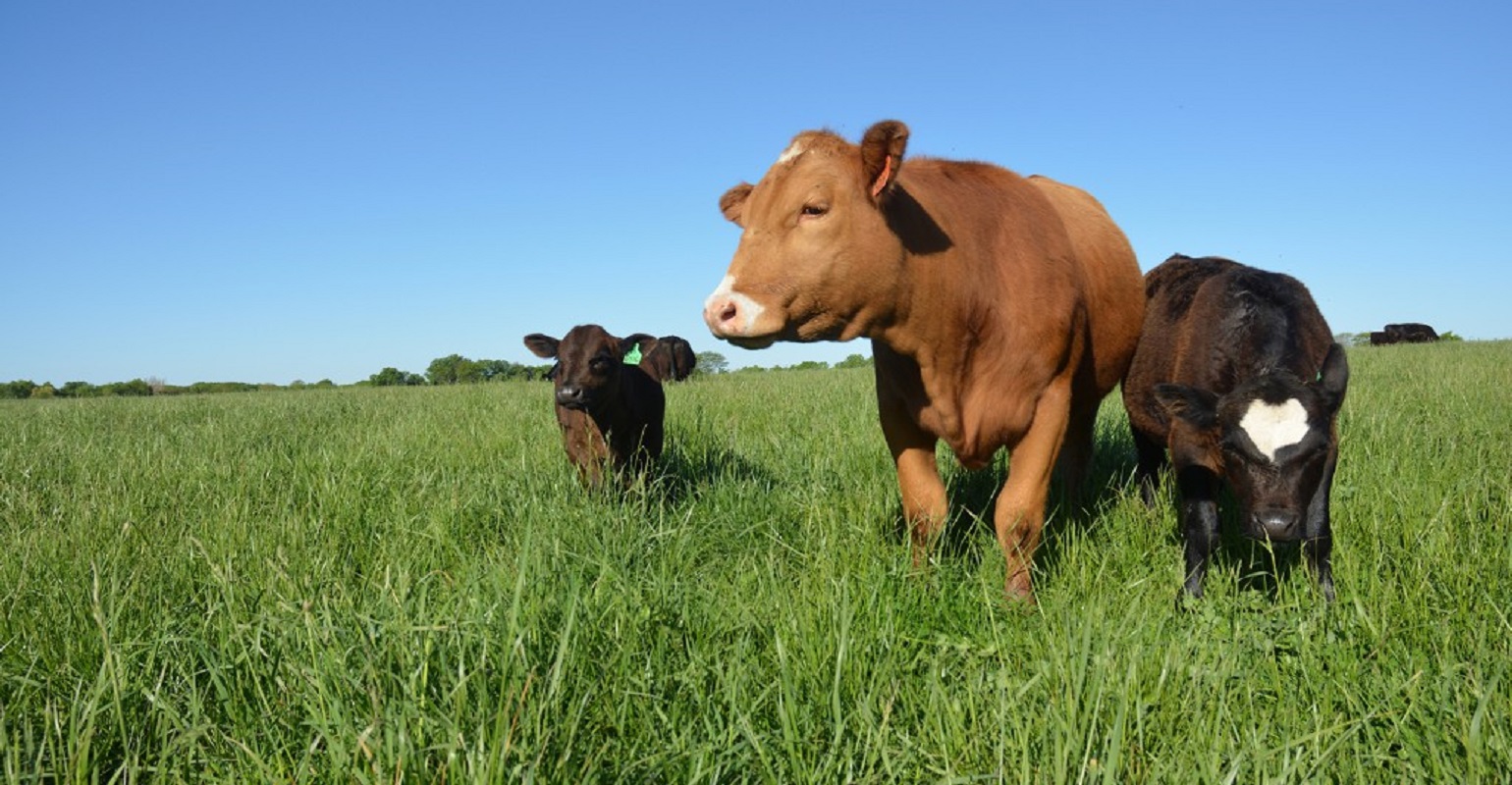 Before rebuilding your herd, rebuild your pastures during 2023