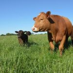 Wild dogs in focus at Armidale symposium | The Land