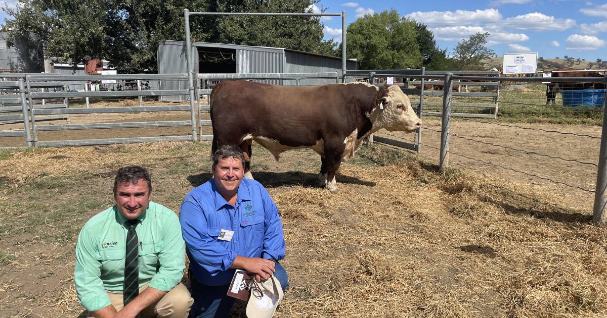 Wirruna Poll Hereford bulls sold to $36,000