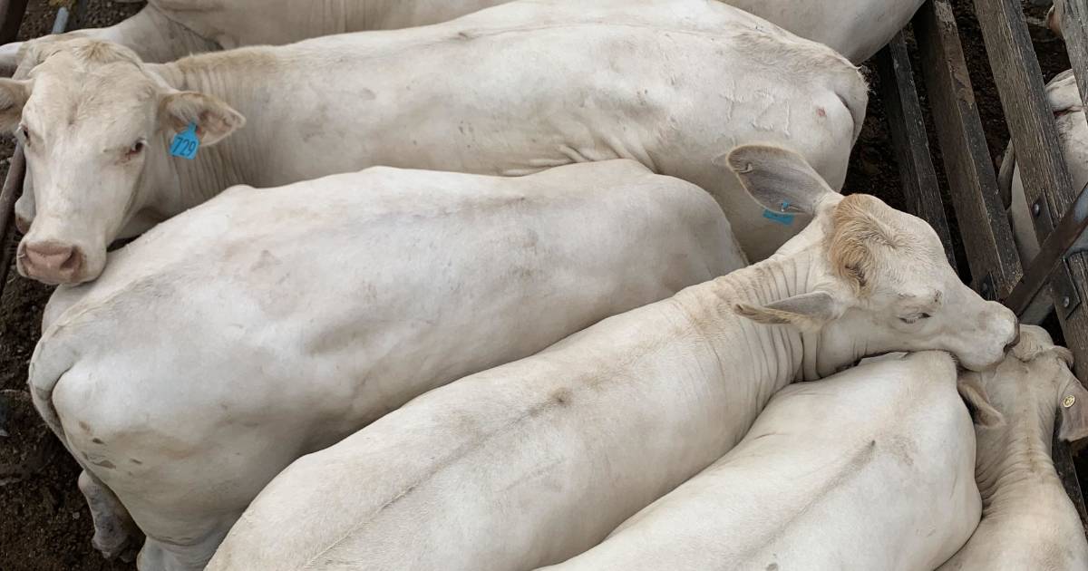 Charolais weaner steers top at $1500/hd at Toogoolawah store sale | Queensland Country Life