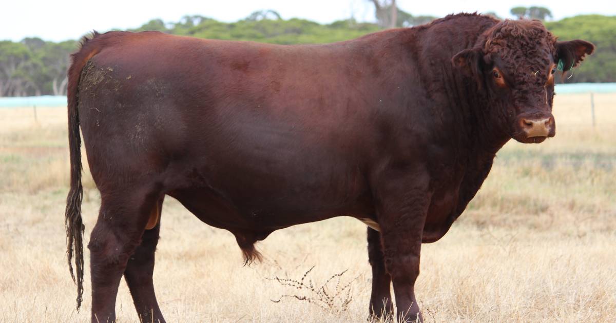 Narralda Shorthorn bulls are in demand