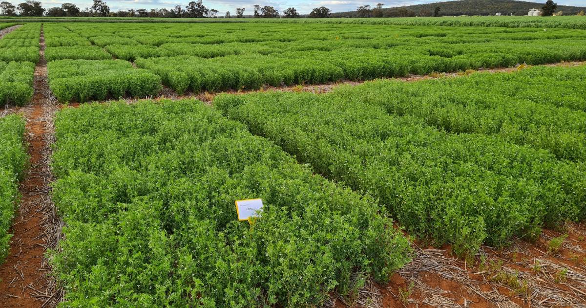 Trials highlight benefits of lentils in crop rotations | The Land