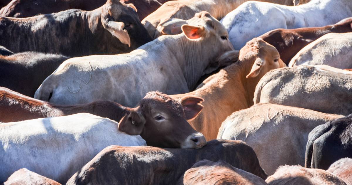 Feeder steers strong at Nebo