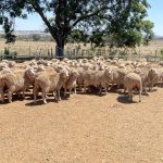 4 Things to consider when synchronizing estrus in cattle