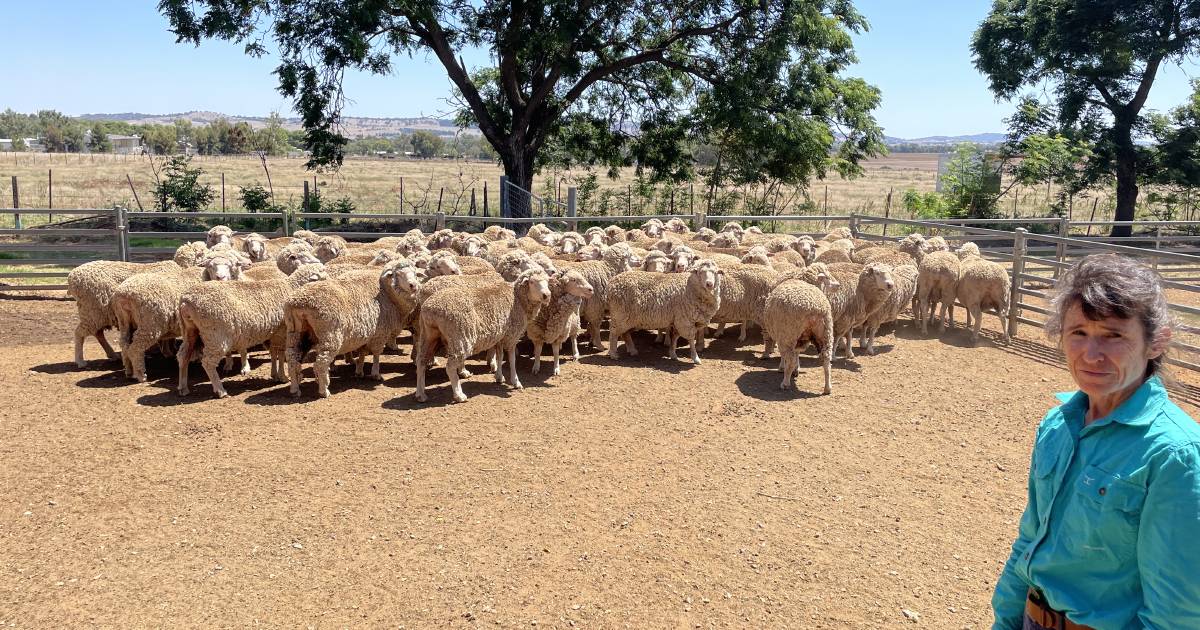 Research into containment joining of ewes | The Land