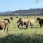 Grain growers cautiously optimistic for year ahead