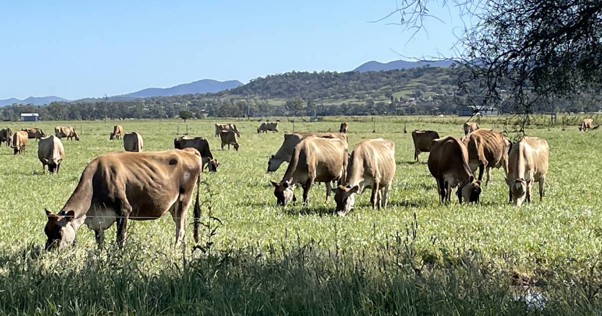 Bovine Ephemeral Fever cases prompt renewed warning for cattle producers