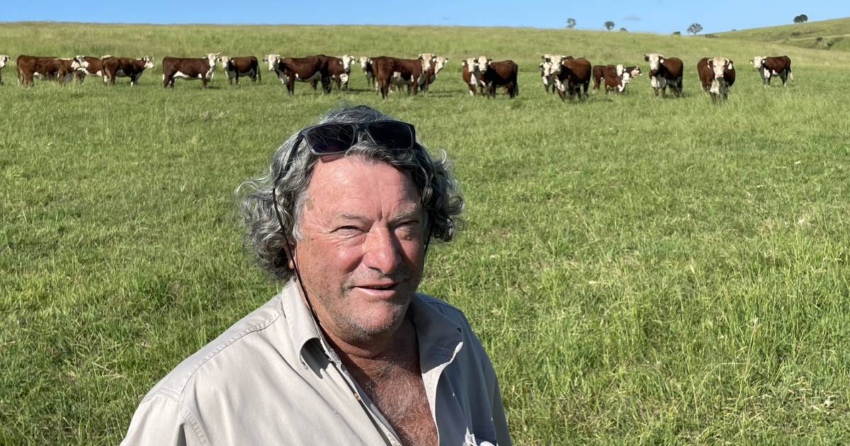 Horned Hereford genetics will be offered for sale as part of Franco Herefords’ stud dispersal sale at Inverell | The Land