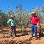 Roma saleyards tick alert issued after cattle tick found in mob consigned for sale | Queensland Country Life