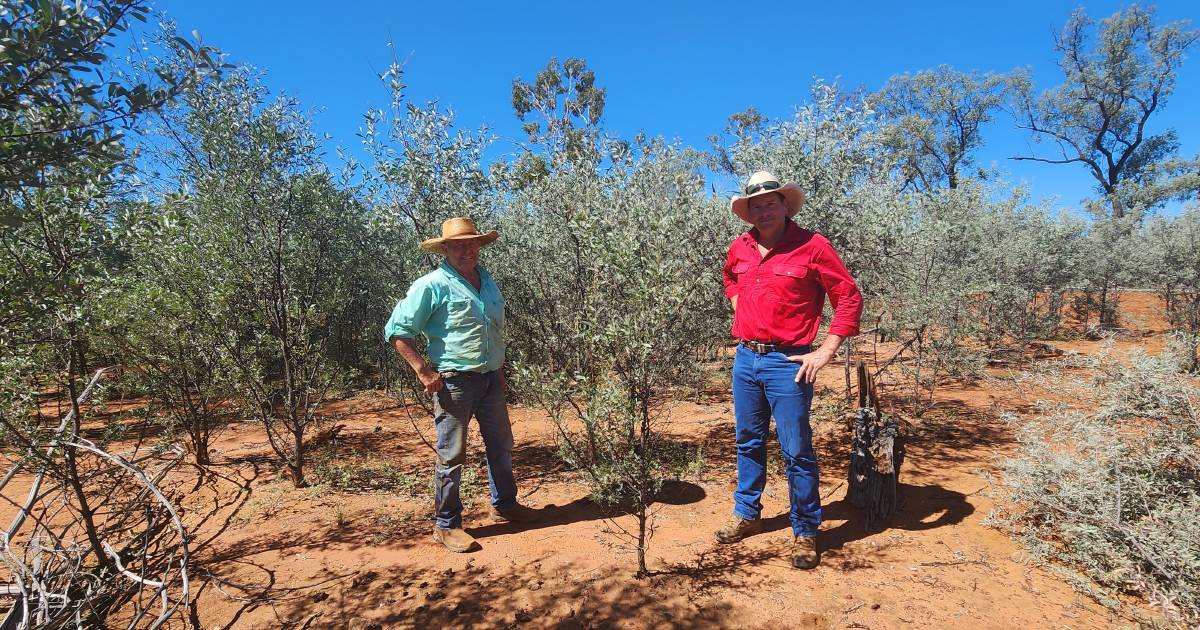 Charleville’s Tim Sheehan fears mulga being killed with kindness | Queensland Country Life