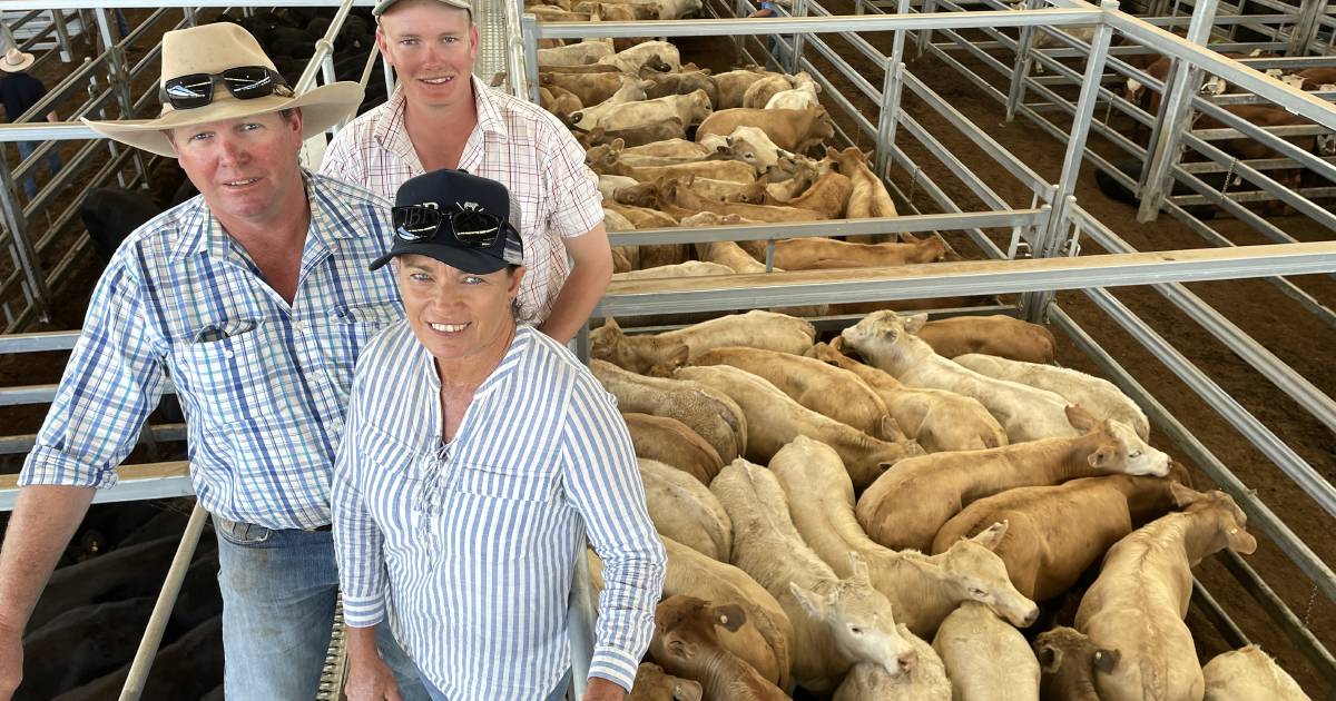 Inverell weaners average 381c/kg for 2724 head