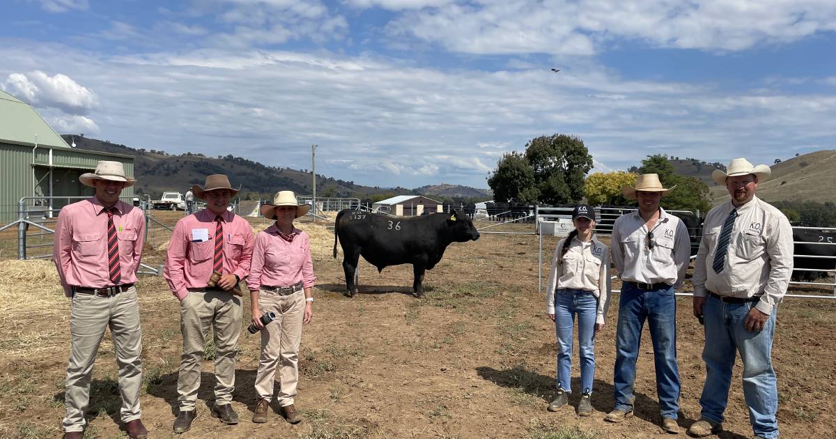 K.O. Angus tops at $35,000