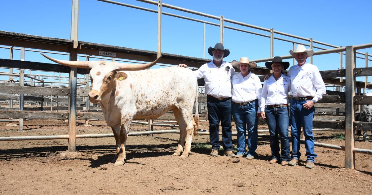 Texas Longhorns prove popular across three states