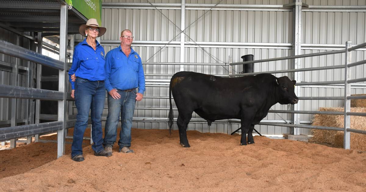 Wallangra Angus bull and female sale a hit with commercial buyers | Queensland Country Life