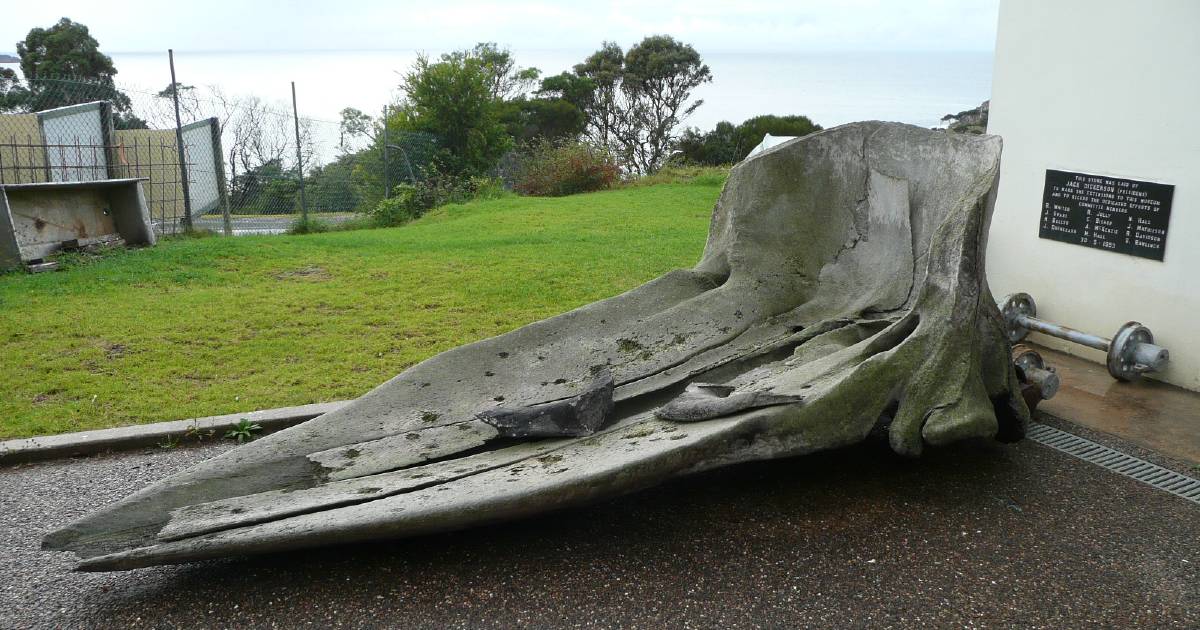 Sperm whale skull stolen from Eden Killer Whale Museum