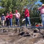 Light weight yearling steers make 504c, average 444c at Toowoomba | Queensland Country Life